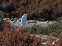 Witte reiger : Europa, Nat. park Donana, Reisen, Spanje, europa